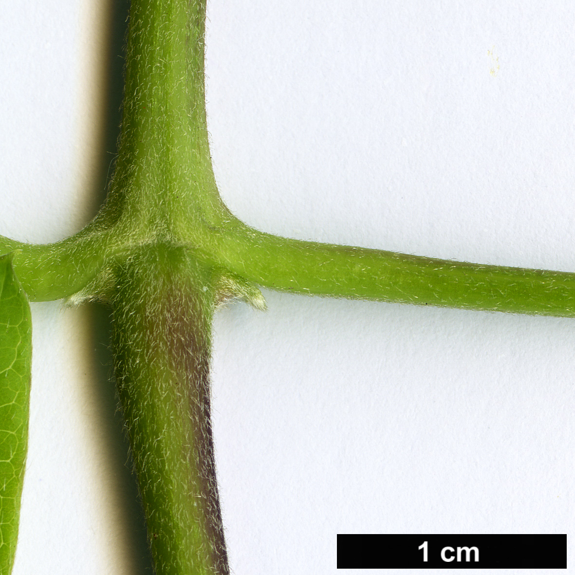 High resolution image: Family: Ranunculaceae - Genus: Clematis - Taxon: montana - SpeciesSub: var. grandiflora